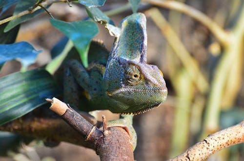 Photos gratuites de animal, branche d'arbre, caméléon