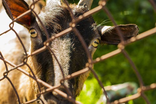 Close-up Photo of Brown Goat Beside Grey Cyclone Wire