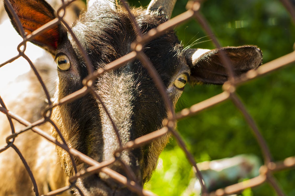 Close-up Photo of Brown Goat Beside Grey Cyclone Wire
