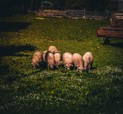 Troupeau De Moutons Sur L'herbe Verte