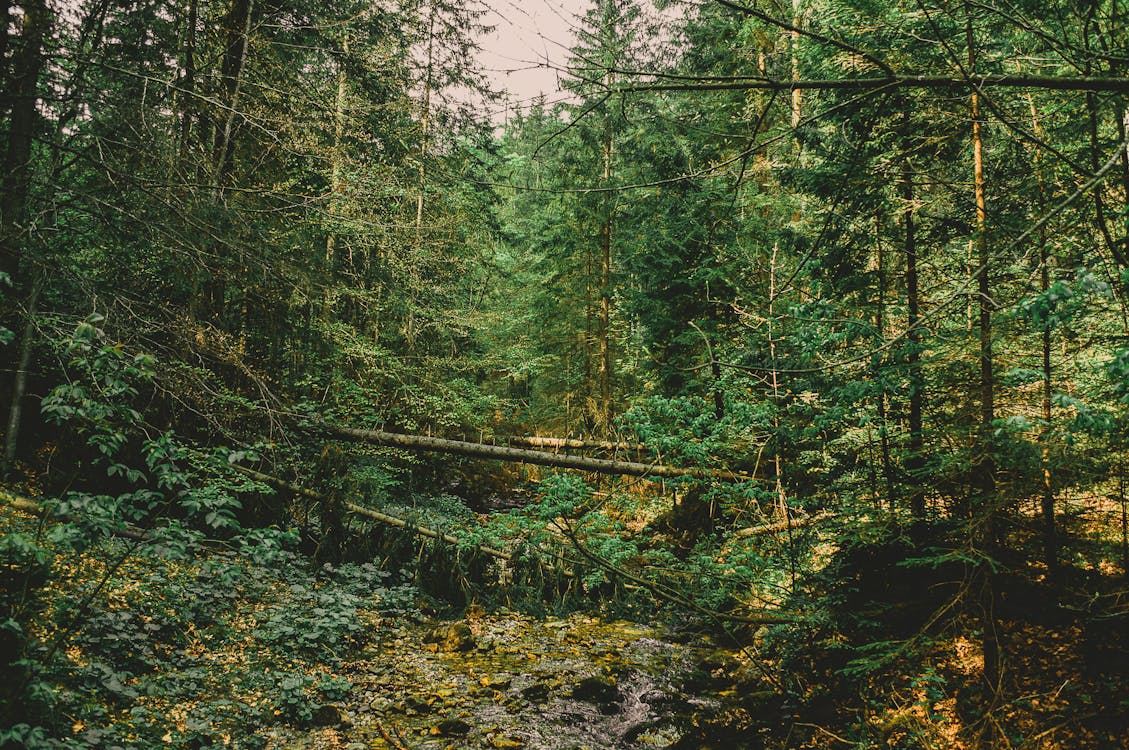Kostenlos Wald Voller Grüner Laubbäume Stock-Foto