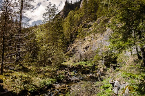 dağlar, kayalık, kuru yaprak içeren Ücretsiz stok fotoğraf