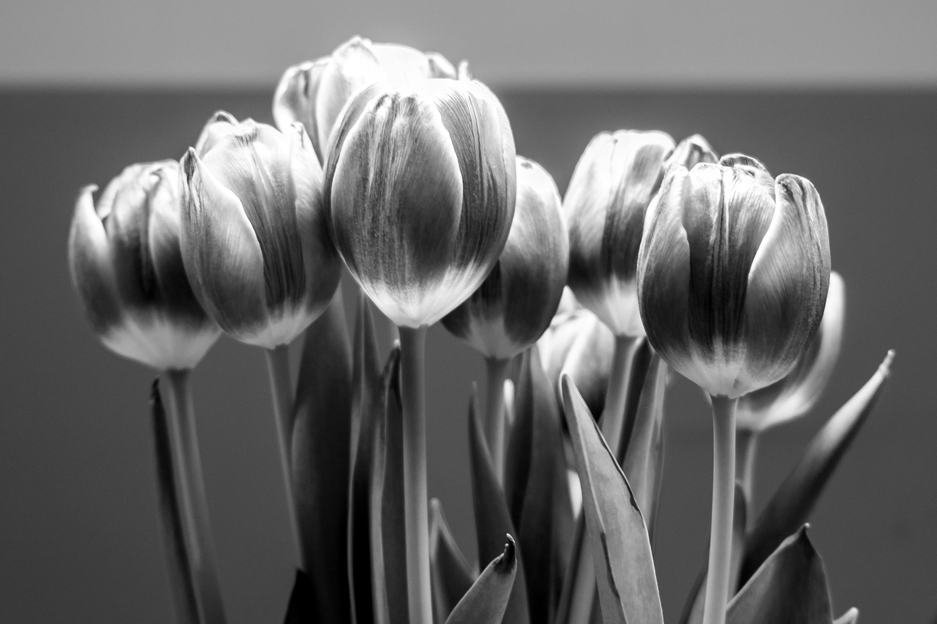 Foto Stok Gratis Tentang Bunga Bunga Tulip Cinta