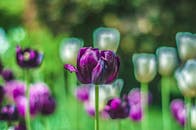 特写：春天花园里一朵充满活力的紫色郁金香