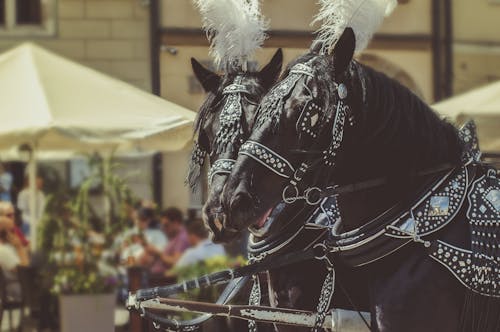 Two Black Horses Wearing Accessories