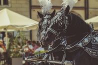 Two Black Horses Wearing Accessories