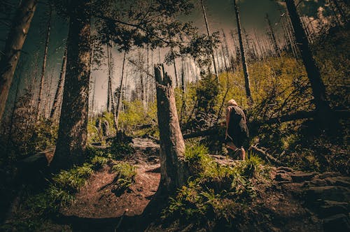 Person in Black Top Walking Through Forest