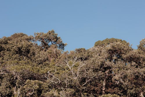 나무, 녹색, 맑은 하늘의 무료 스톡 사진