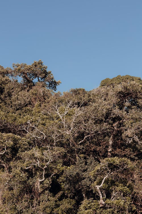 Ücretsiz ağaçlar, dallar, dikey atış içeren Ücretsiz stok fotoğraf Stok Fotoğraflar