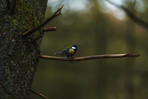 A Great Tit Perched on a Twig of a Tree