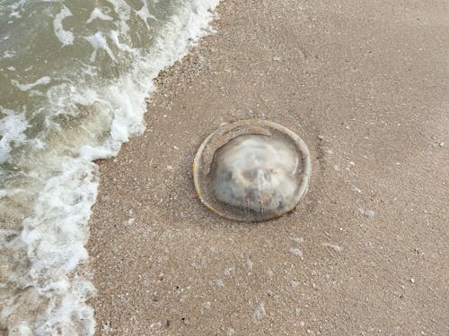 Imagine de stoc gratuită din animale marine, meduză, nisip