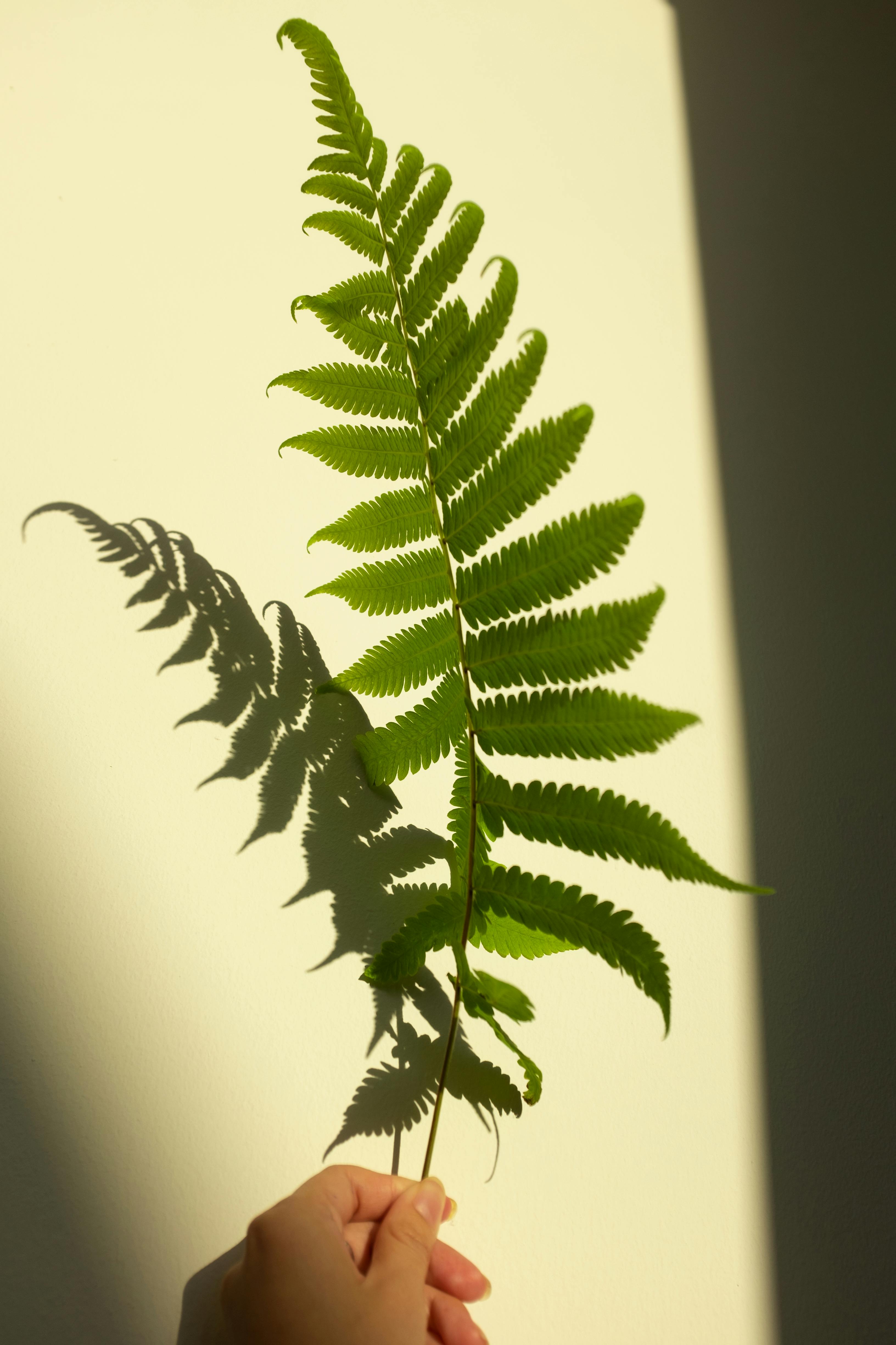 fern plant drawing