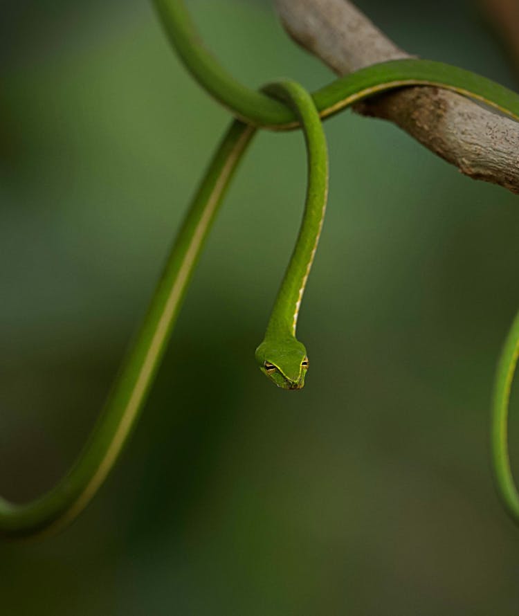 Green Vine Snake On Tree Branch