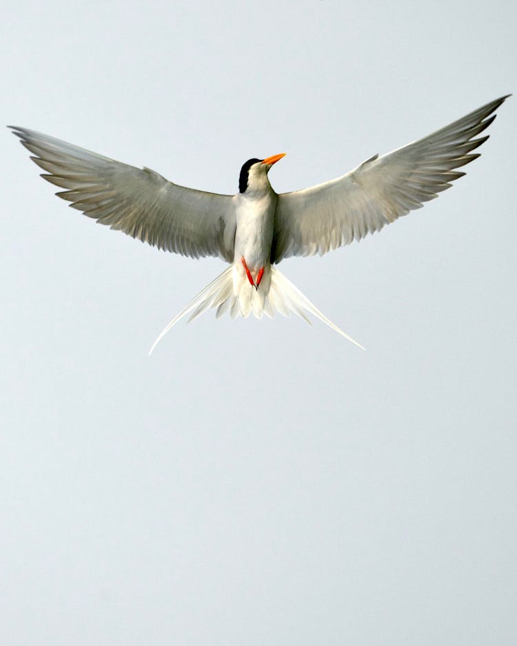 A White Bird Soaring