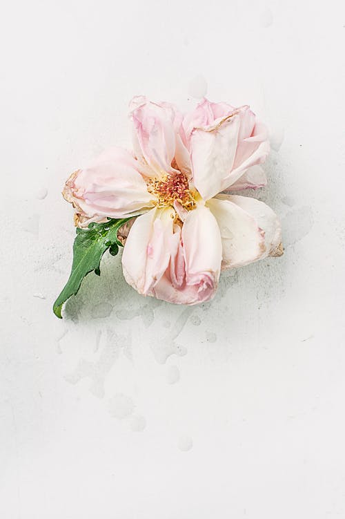 Free Fleur Séchée Rose Stock Photo