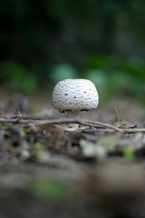 Круглый белый и серый гриб на лесной подстилке