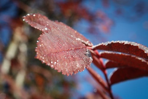 Close Up Image of Red Color of Leaf