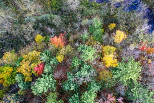 Fotos de stock gratuitas de arboles, bosque, foto con dron