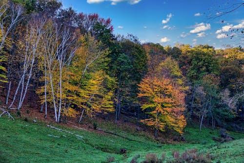 Brown Trees during Autumn Season