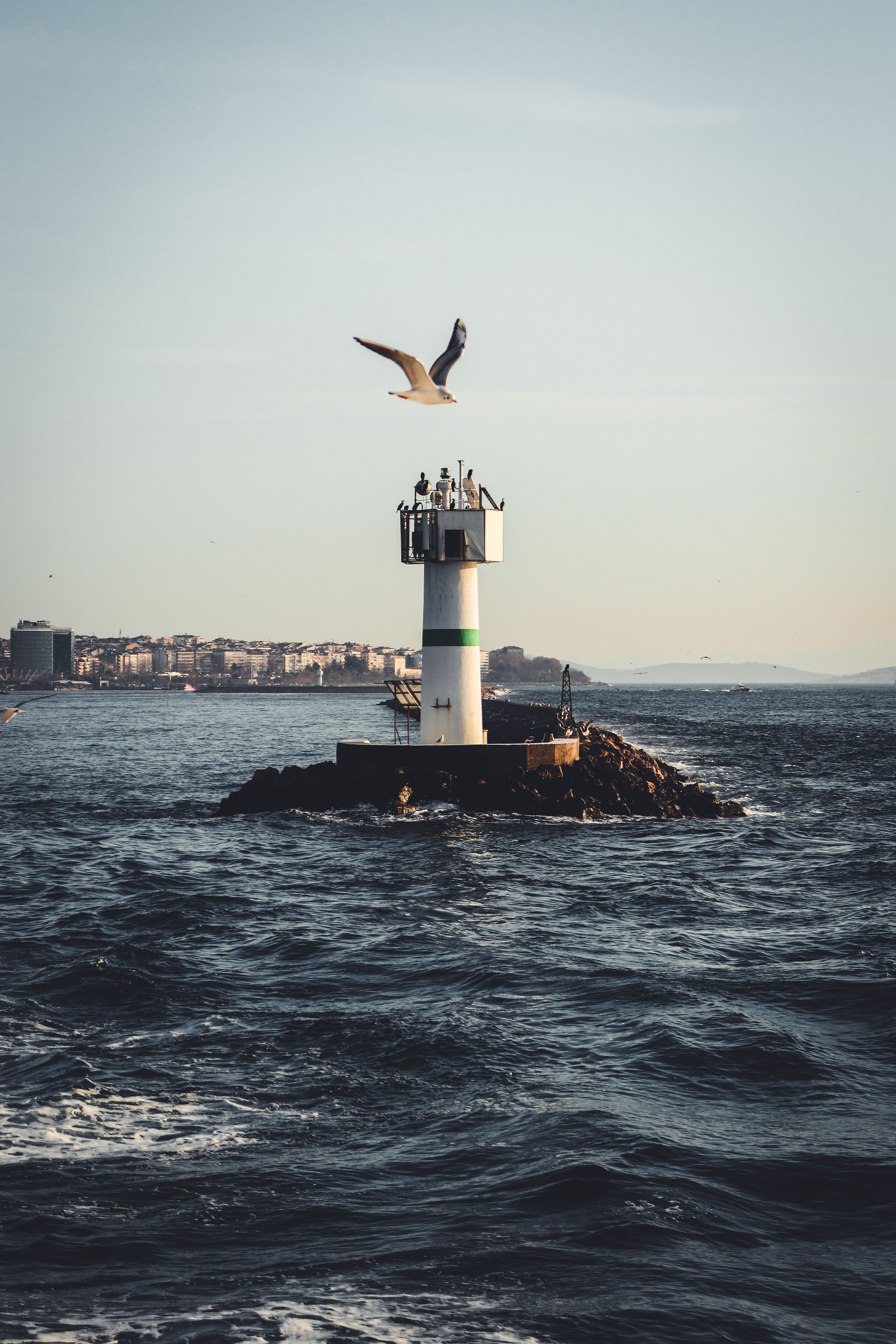 A seagull soars above a lighthouse on a rocky islet in the ocean, viewed from a distance at sunrise.