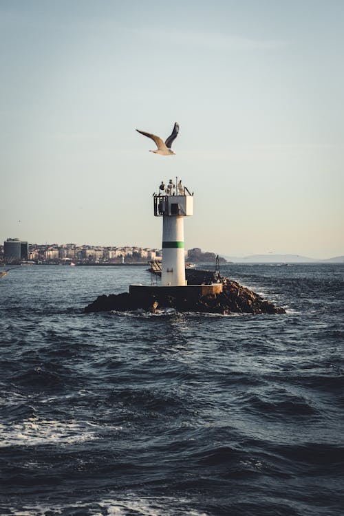 Free A Seagull Flying near the Lighthouse Stock Photo