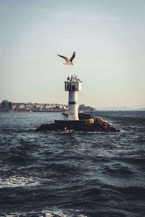 Free A seagull soars above a lighthouse on a rocky islet in the ocean, viewed from a distance at sunrise. Stock Photo
