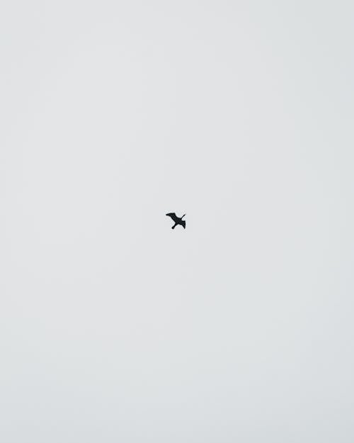 Silhouette of a Bird Flying in the Sky