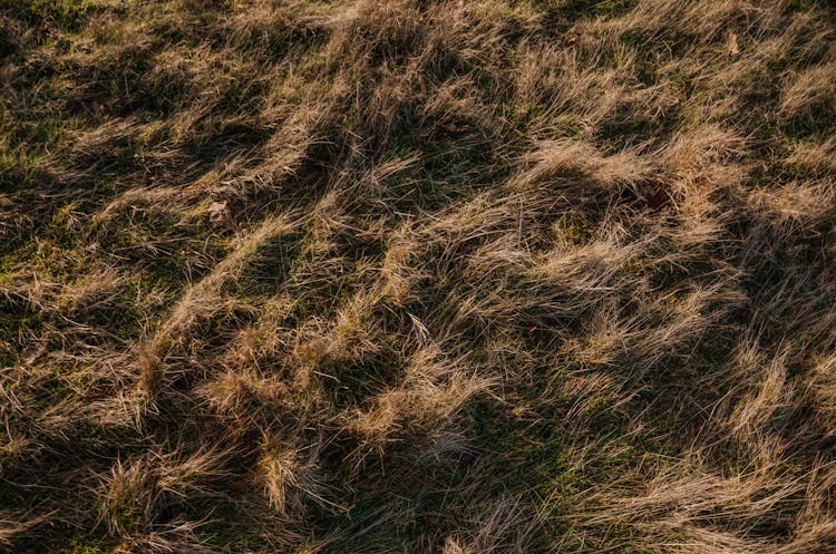 Overhead Shot Of Dry Grass