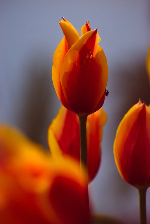Free Close-up of a vibrant red and yellow tulip in full bloom with soft background focus. Stock Photo