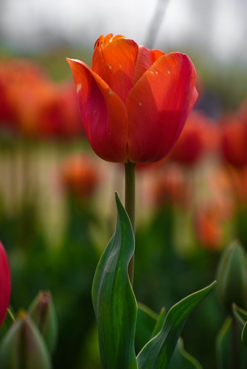 Free Close-up of a single vibrant red tulip in bloom with green leaves, captured outdoors. Stock Photo
