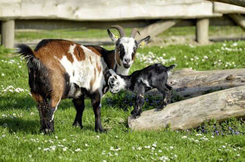 Free A mother goat and her kid enjoy a sunny day in a grassy pasture with scattered logs. Stock Photo