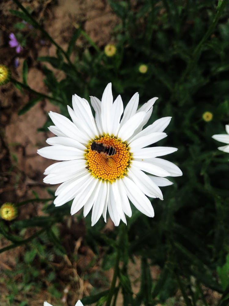 Overhead Shot Of A Bee On Top Of A Daisy Flower