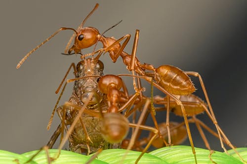 Free Macro Photography of Ants Stock Photo