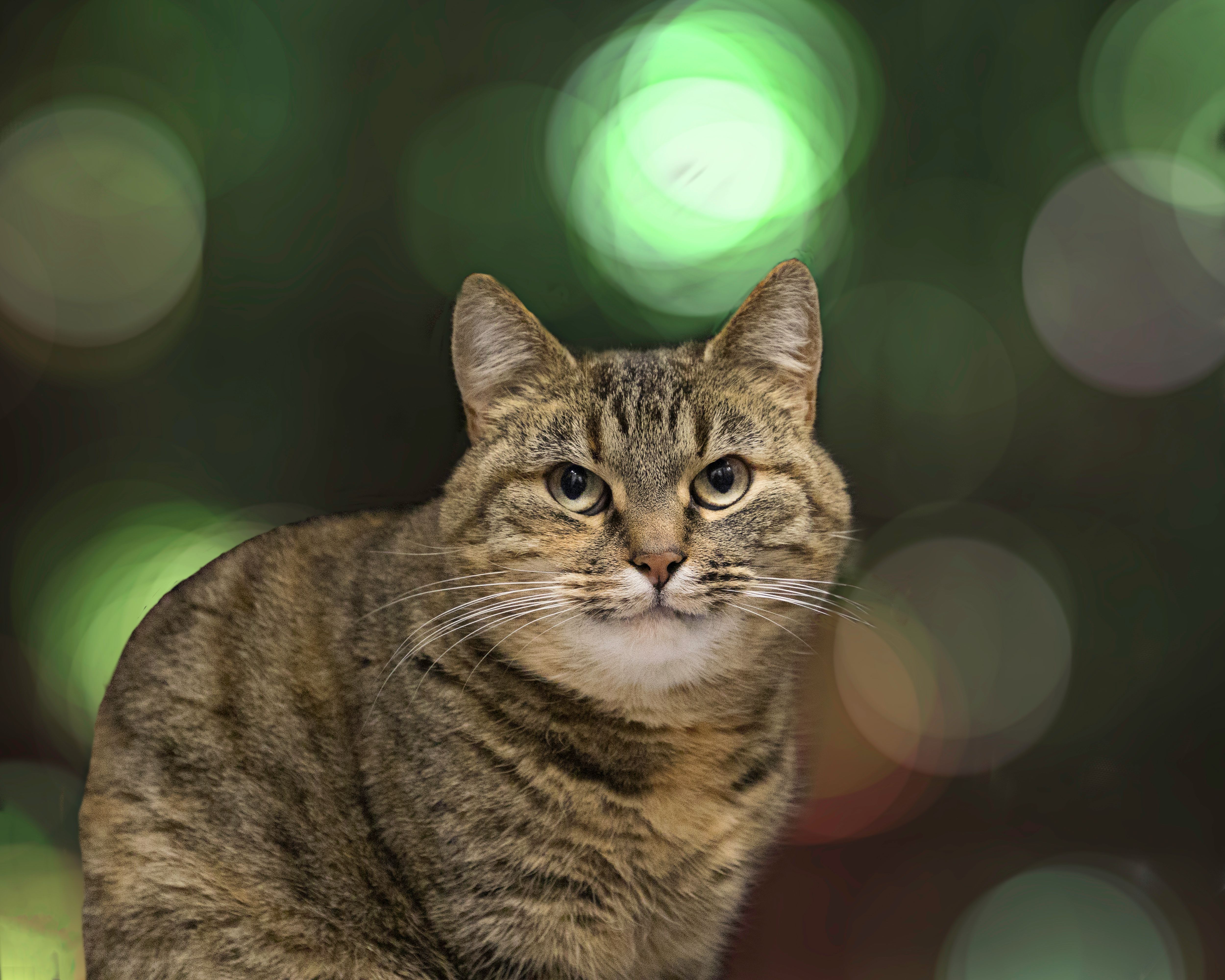 Shallow Focus Photo of a Cute Tabby Cat · Free Stock Photo