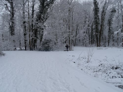 겨울, 눈, 눈이 내리는의 무료 스톡 사진