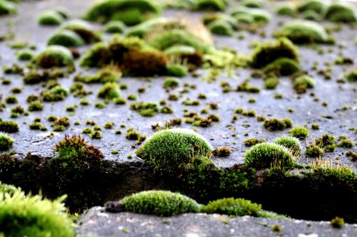Free Detailed view of vibrant green moss growing on a stone surface, showcasing nature's textures. Stock Photo