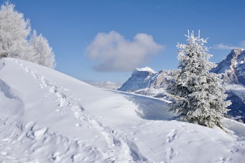 ağaçlar, dağ, kar yağışlı içeren Ücretsiz stok fotoğraf