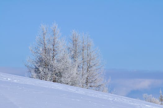 Winter scene of snow-covered trees and sky in Corvara, Italy.