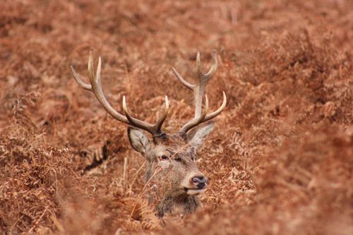 Free A majestic stag with antlers camouflaged among autumn ferns. Perfect wildlife shot. Stock Photo