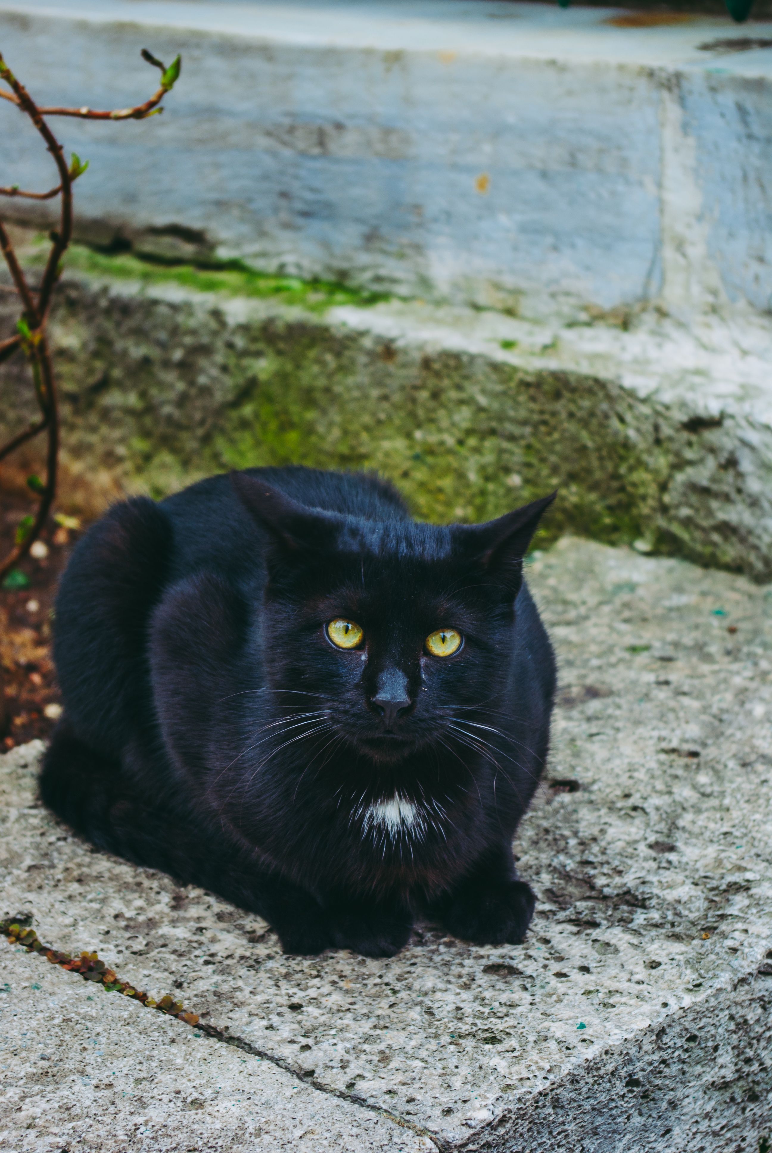 Black Cat on Gray Concrete Floor · Free Stock Photo