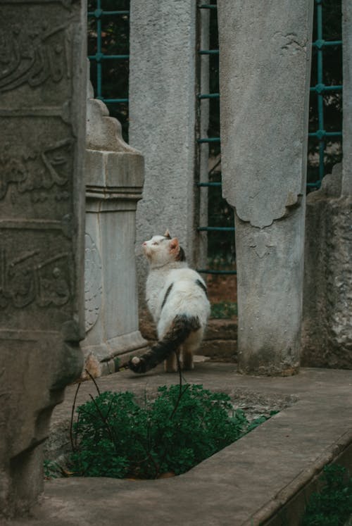 Imagine de stoc gratuită din adorabil, animal de casă, animal domestic