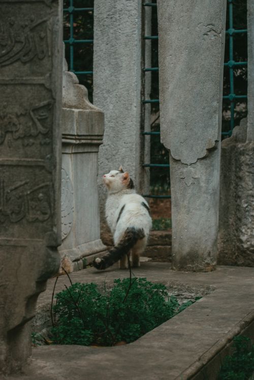 Free A serene cat explores architectural ruins, blending with the historic ambiance. Stock Photo
