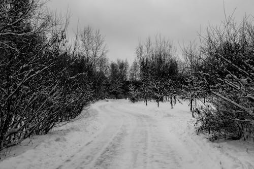 冬, 寒波, 葉のないの無料の写真素材