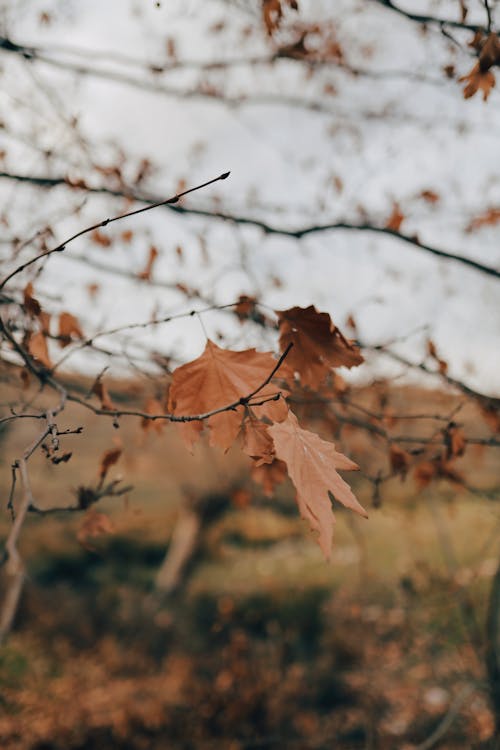 Photos gratuites de automne, brindilles, érable