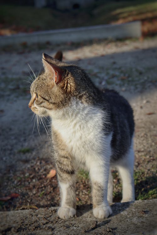 動物, 可愛, 垂直拍攝 的 免費圖庫相片