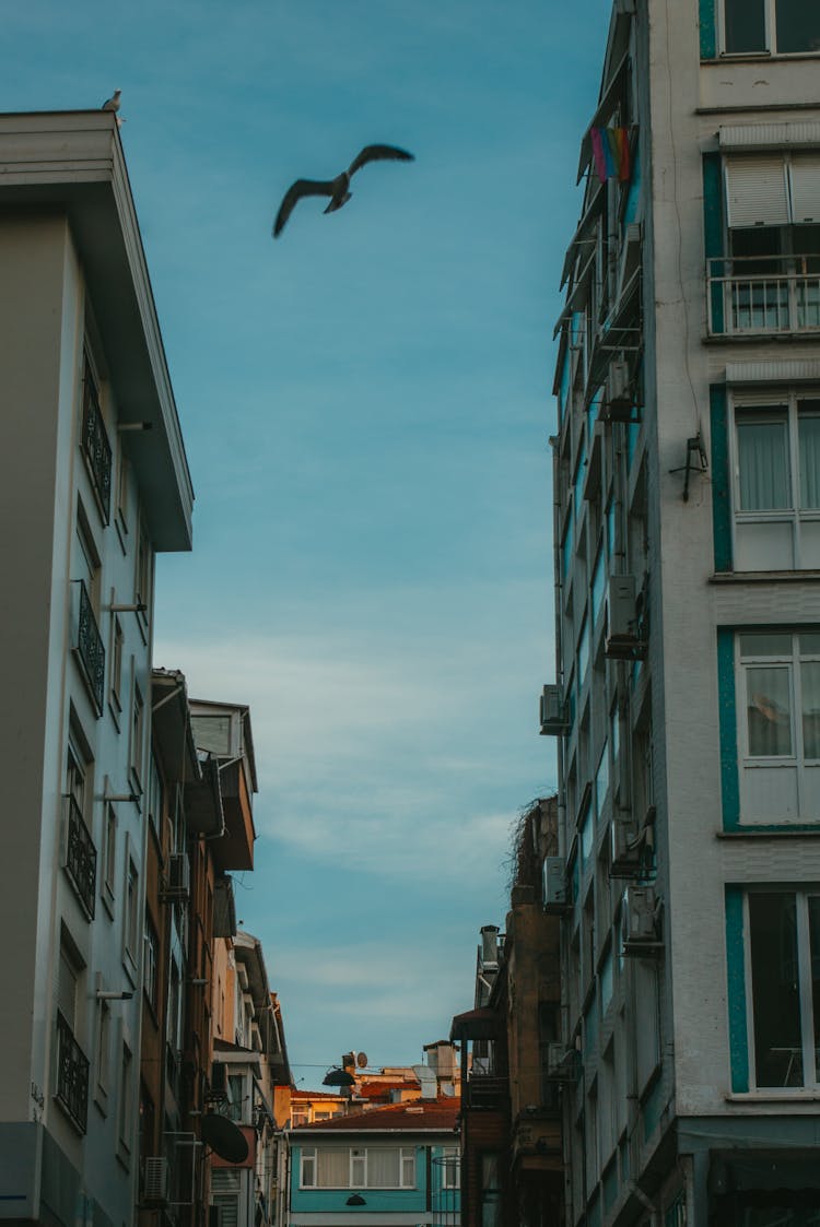 Bird Flying Among Buildings