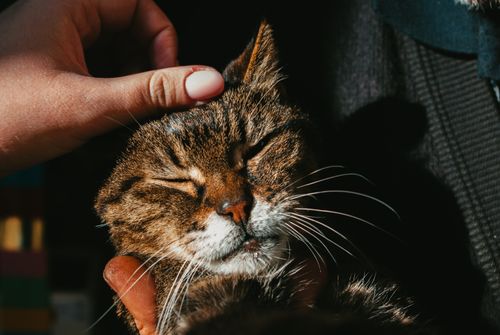 Free A serene close-up of a tabby cat enjoying a gentle pet, highlighting human-animal bond. Stock Photo