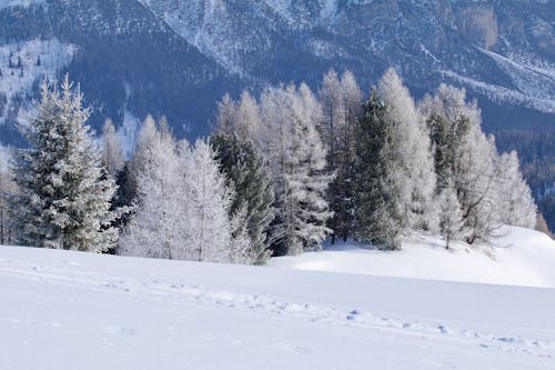 Ingyenes stockfotó fák, hó, hóval borított talaj témában Stockfotó