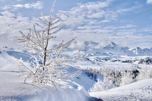 Coniferous Trees in a Valley Covered with Snow 