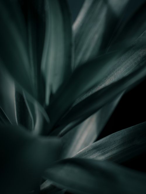 Free Artistic close-up of green leaves creating a moody, abstract feel. Stock Photo
